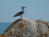 La mouette de l'Île d'Yeu