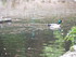 Les canards du Parc La Rochell