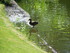 Les canards du Jardin des plan