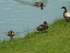 Les canards du Château des Du