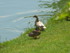 Les canards du Château des Du