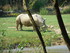 Vue sur la piste safari