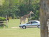 Vue sur la piste safari