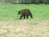 L'Ours Baribal par ma cousine 