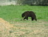 L'Ours Baribal par ma cousine 