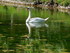 Le cygne de Mézidon Canon