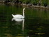 Le cygne de Mézidon Canon