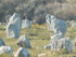 Les menhirs de Carnac