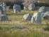 Les menhirs de Carnac