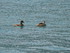 Les canards du Lac du Bourget