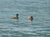 Les canards du Lac du Bourget