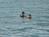 Les canards du Lac du Bourget