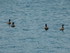 Les canards du Lac du Bourget