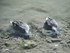 Les canards du Lac d'Annecy