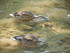 Les canards du Lac d'Annecy