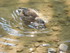 Les canards du Lac d'Annecy