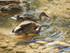 Les canards du Lac d'Annecy