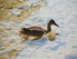 Les canards du Lac d'Annecy