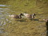 Les canards du Lac d'Annecy