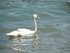 Les cygnes du lac d'Annecy