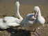 Les cygnes du lac d'Annecy