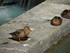 Les canards d'Annecy