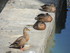 Les canards d'Annecy