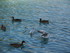 Les canards d'Annecy