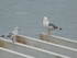 Les oiseaux de Lisbonne