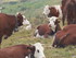 Les vaches des Alpes