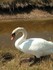 Le cygne