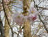 Les cerisiers en fleurs
