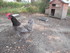 Les poules