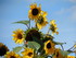 Les minis tournesols