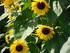 Les minis tournesols