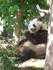 Zoo de Beauval 2026