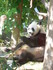 Zoo de Beauval 2026