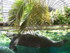 Zoo de Beauval 2026