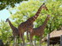 Zoo de Beauval 2026