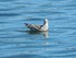 La mouette de Saint-Malo