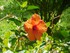 Les hibiscus du Jardin de Balata n°1