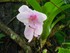 L'orchidée du Jardin de Balata