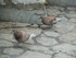 Les pigeons du centre-ville de Vence