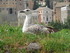 L'oiseau de Rome (en Italie)