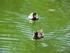 Les canards du Jardin Boboli (à Florence