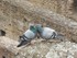 Les pigeons amoureux du Colisée (à Rome,