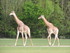 Les girafes (photos n°1)