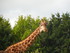 Les girafes (photos n°2)