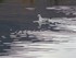 Les canards et cygnes du Lac Killarney (
