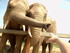Les éléphants (Planète Sauvage 2008)
